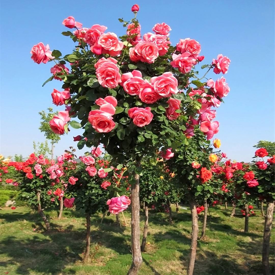 能吸甲醛的20款植物，家里至少要有1盆(图15)