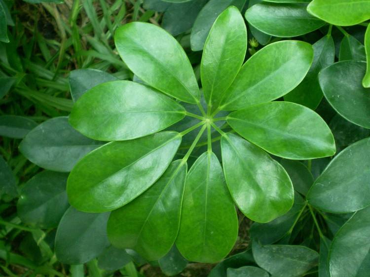 能吸甲醛的20款植物，家里至少要有1盆(图14)