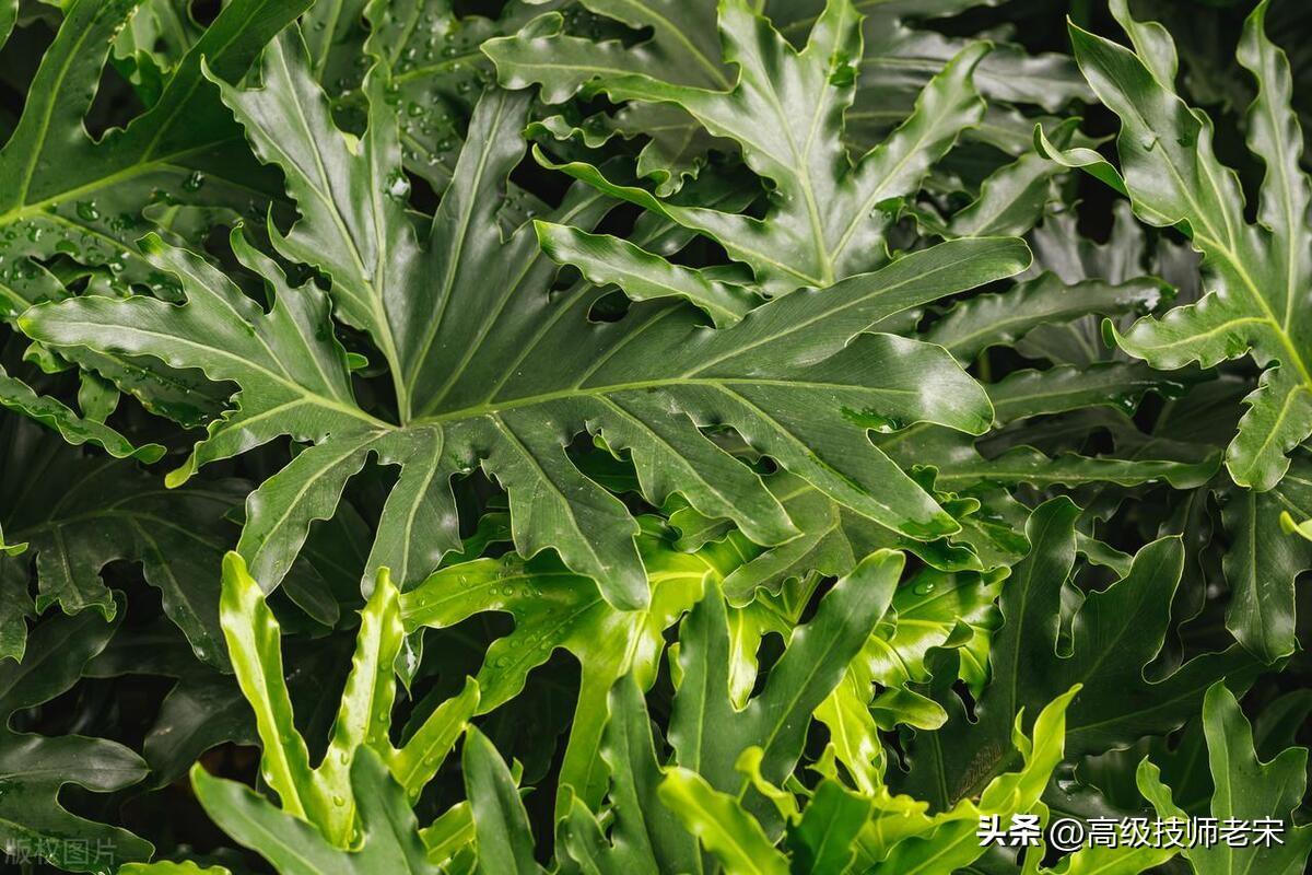 除甲醛的绿植有哪些(图2)